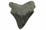 Fossil Posterior Megalodon Tooth - South Carolina #370030-1